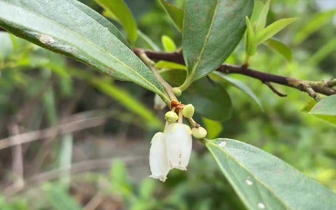 南烛是什么植物