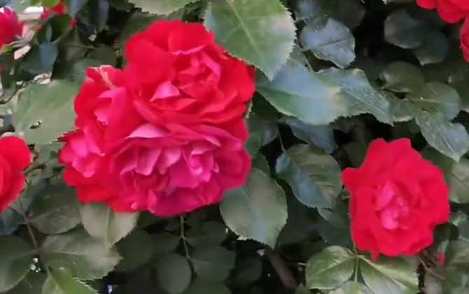 爬墙梅是什么植物