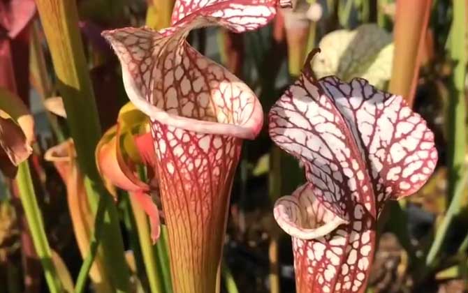 瓶子草是什么植物