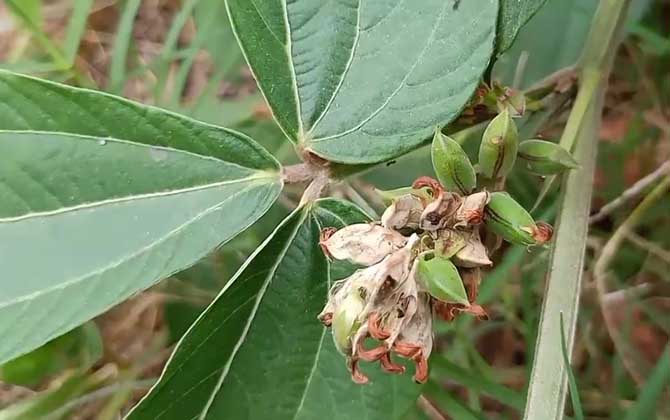 千斤拔是什么植物