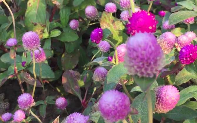 千日红是什么植物