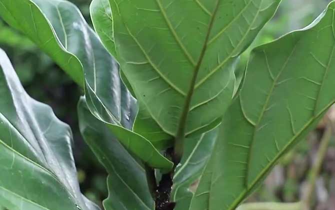 琴叶榕是什么植物