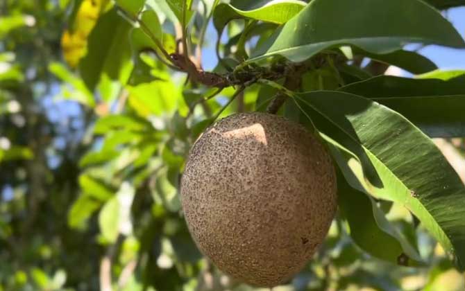 人心果是什么植物