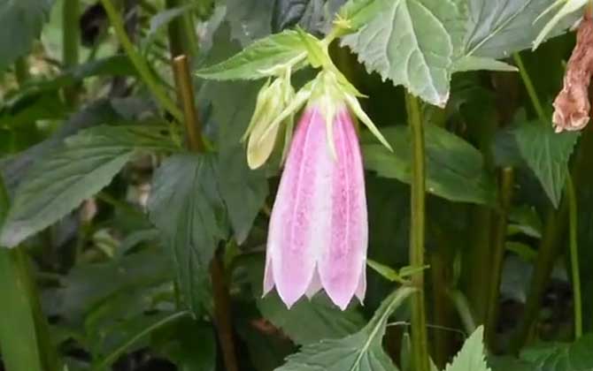 紫斑风铃草是什么植物