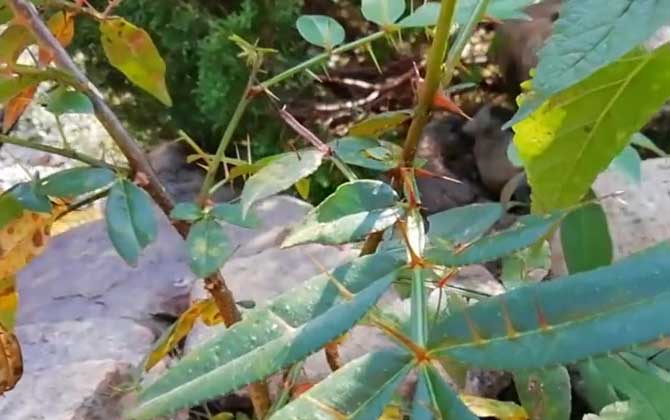 入地金牛是什么植物