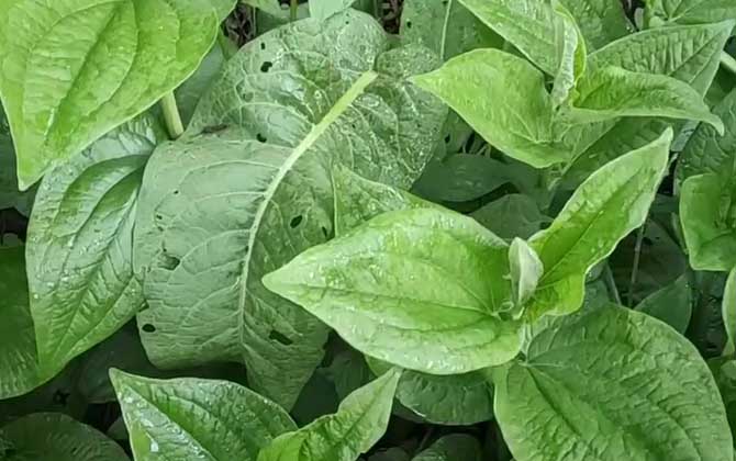 三白草是什么植物