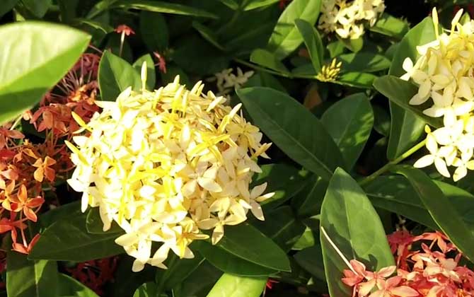 仙丹花是什么植物