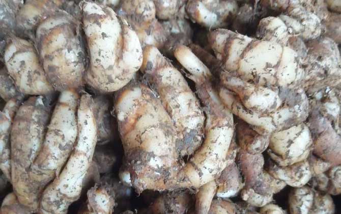 沙姜是什么植物