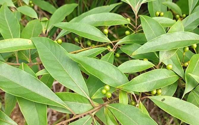 山苍子是什么植物