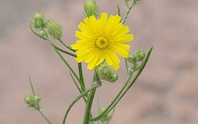 山柳菊是什么植物