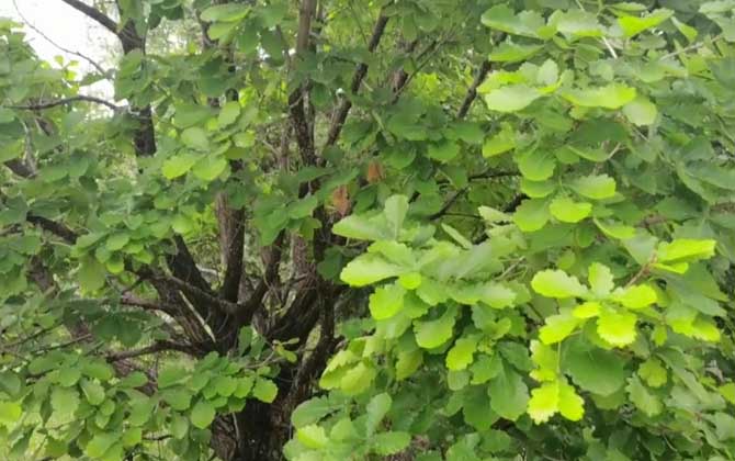 山毛榉是什么植物