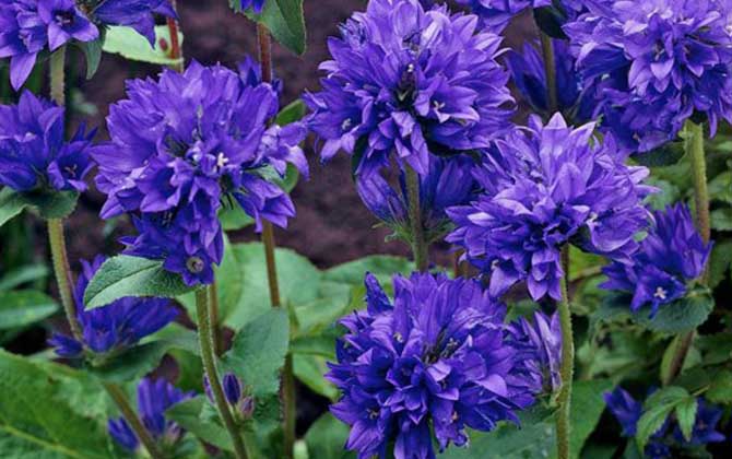 聚花风铃草是什么植物