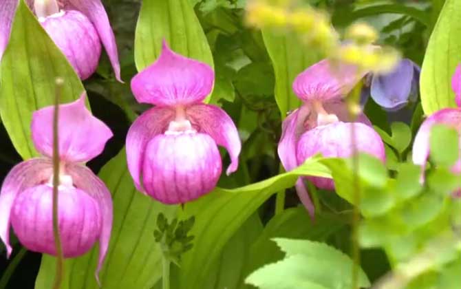 杓兰是什么植物