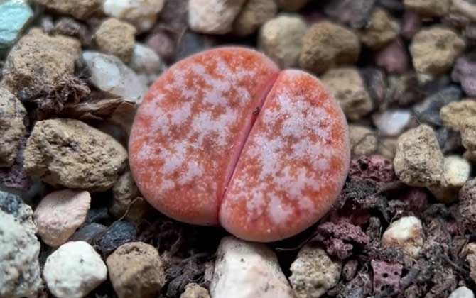 生石花是什么植物