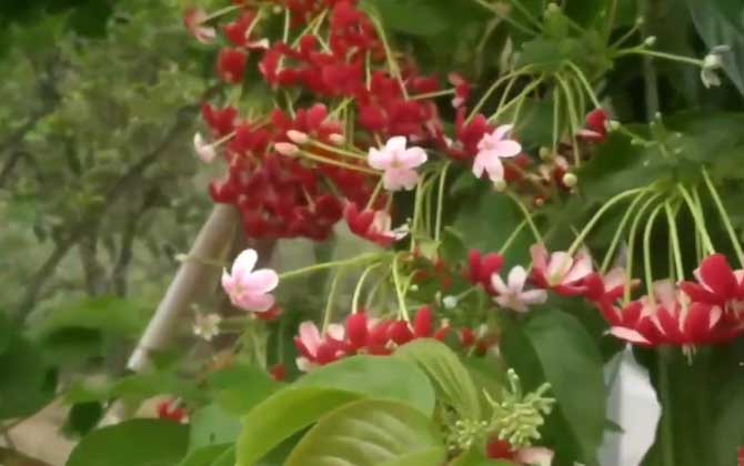 使君子是什么植物