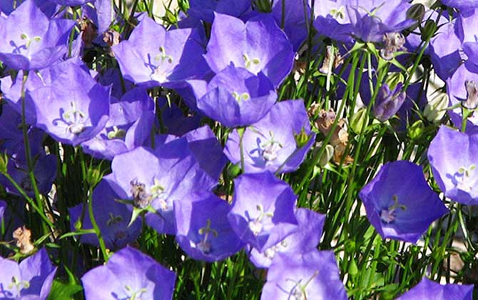 丛生风铃草是什么植物