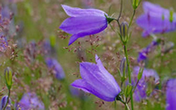 圆叶风铃草是什么植物