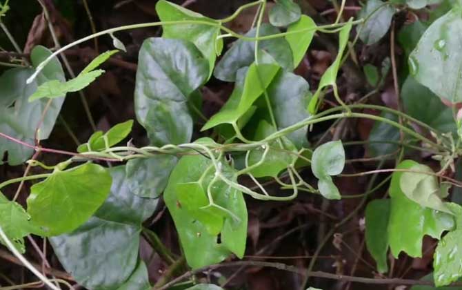 木防己是什么植物