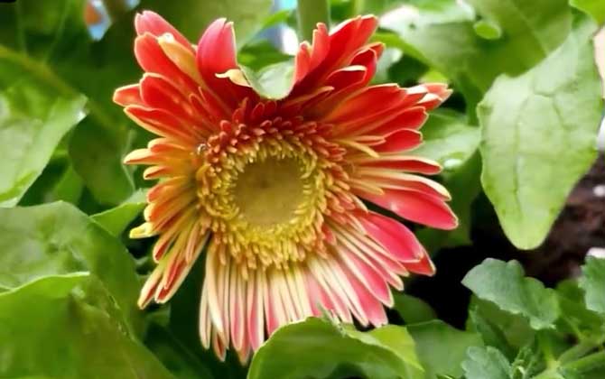 非洲菊是什么植物