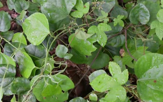 粉防己是什么植物