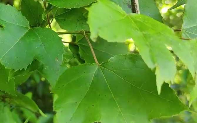 枫树是什么植物