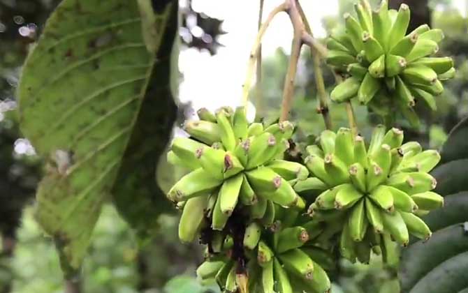 喜树是什么植物