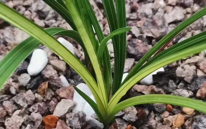 夏兰是什么植物