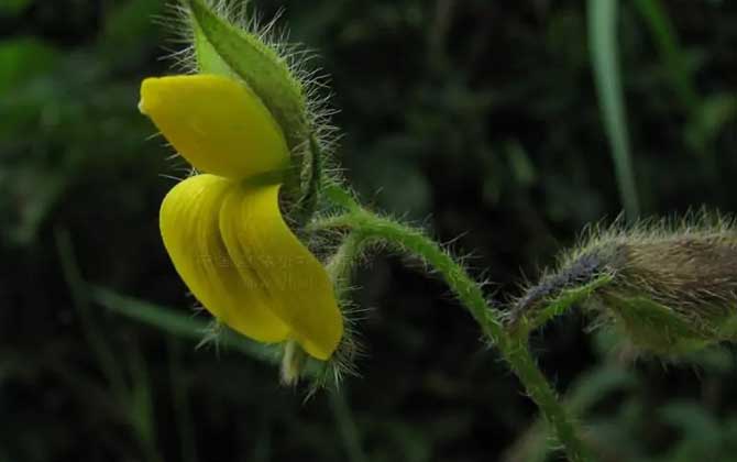 响铃草是什么植物