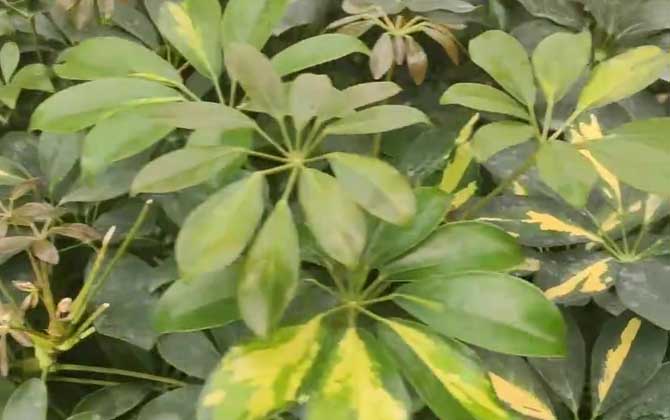 鸭掌木是什么植物