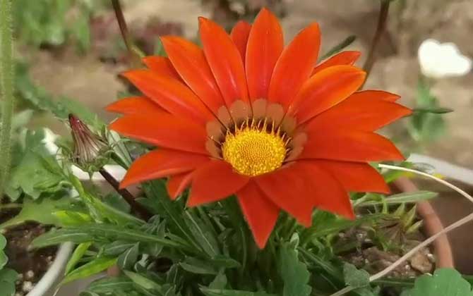 勋章菊是什么植物