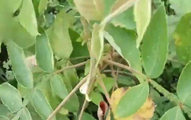 盐肤木是什么植物