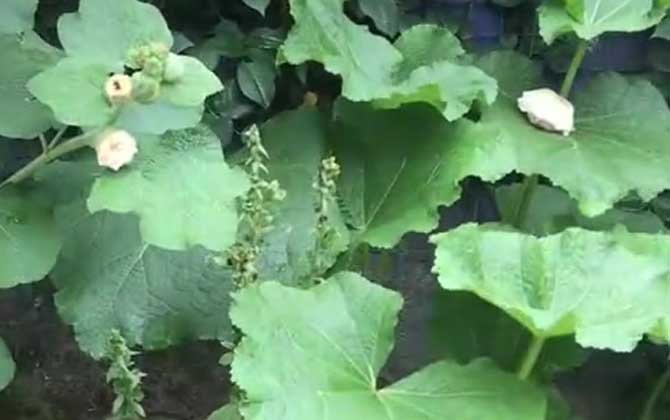 洋地黄是什么植物