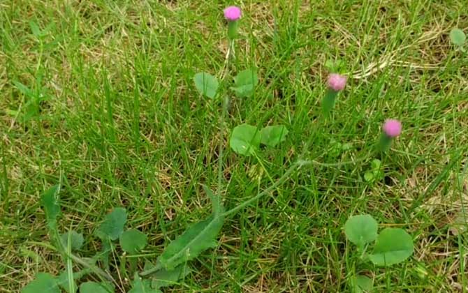 一点红是什么植物