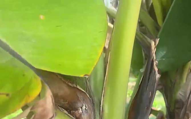 野蕉是什么植物