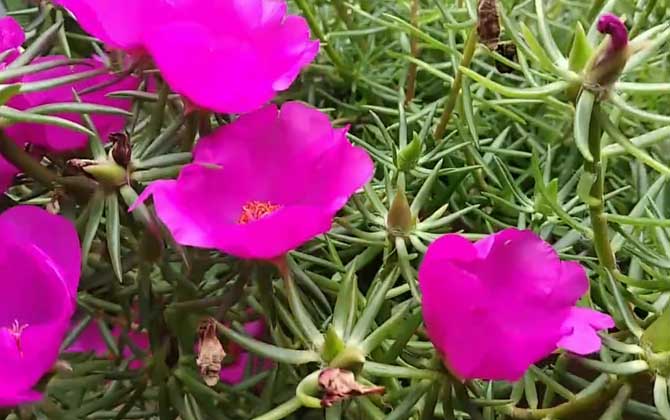 死不了花是什么植物