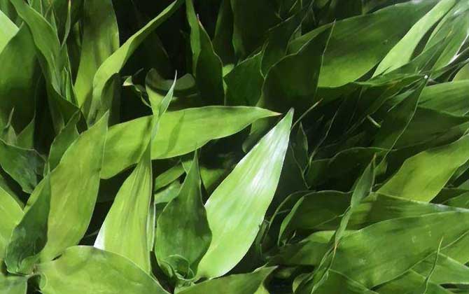 富贵竹是什么植物