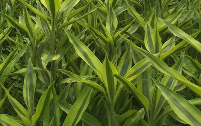 富贵竹叶子发黄怎么救