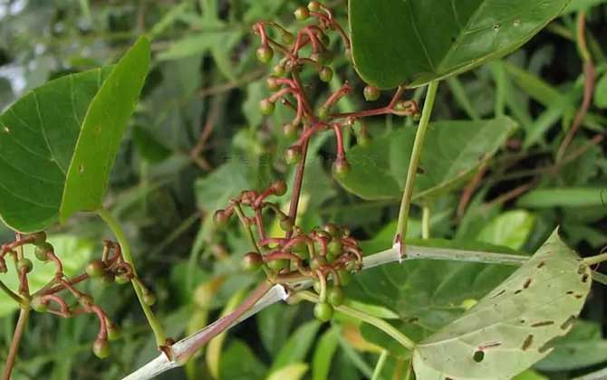 四方藤是什么植物