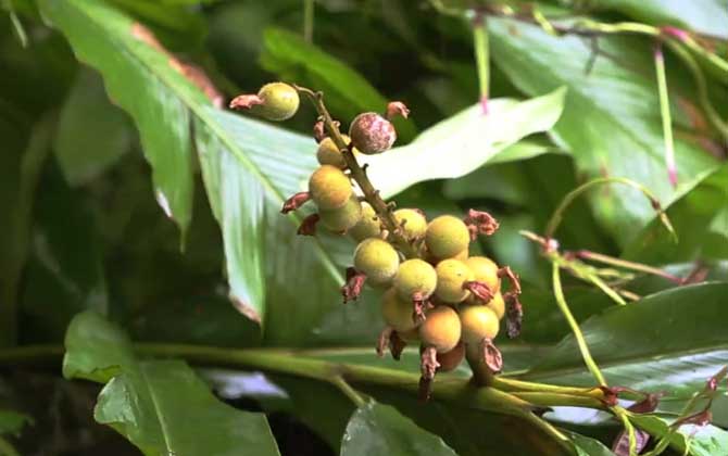 草豆蔻是什么植物