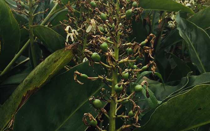 白豆蔻是什么植物