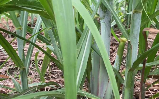 甘蔗产地在哪里