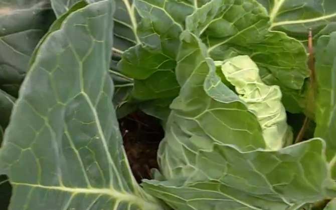 甘蓝是什么植物