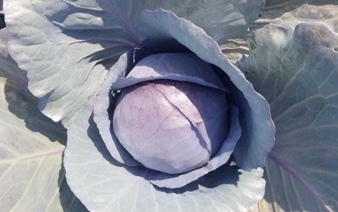 紫甘蓝是什么植物