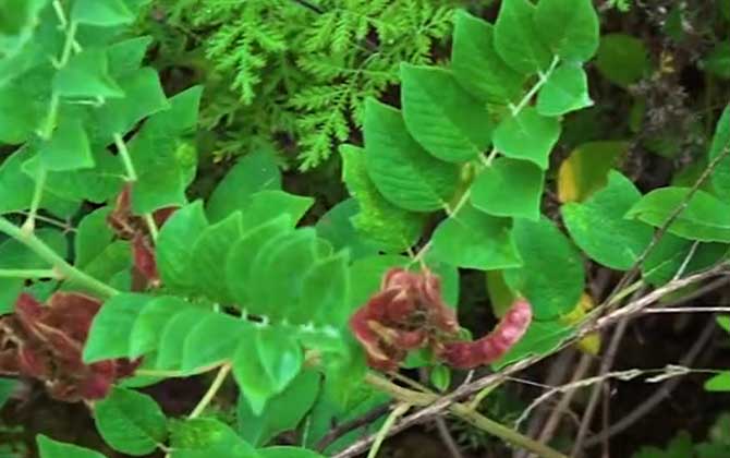 甘草是什么植物