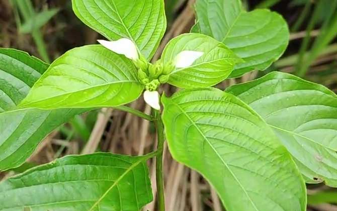 山甘草是什么植物