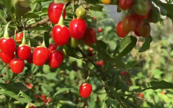 枸杞是什么植物