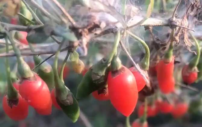 枸杞产地在哪里