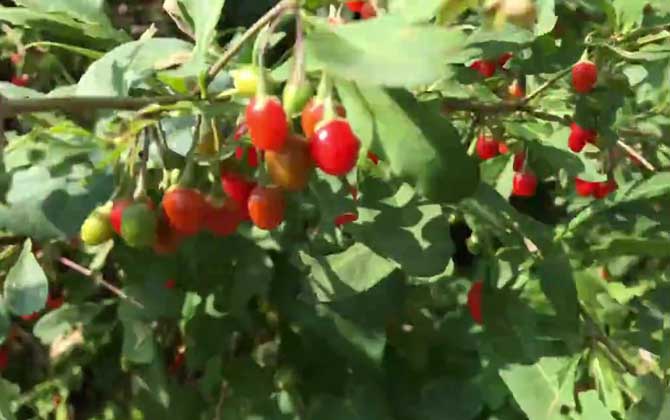 枸杞价格多少钱一斤