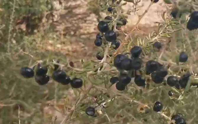 黑枸杞是什么植物