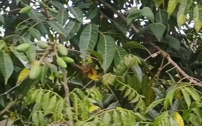 青橄榄是什么植物